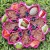sp-mandala-feeder-pink-mandala-miska-dla-psa (2).jpg