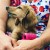 puppy-can-toy-medium-pink (2).jpg