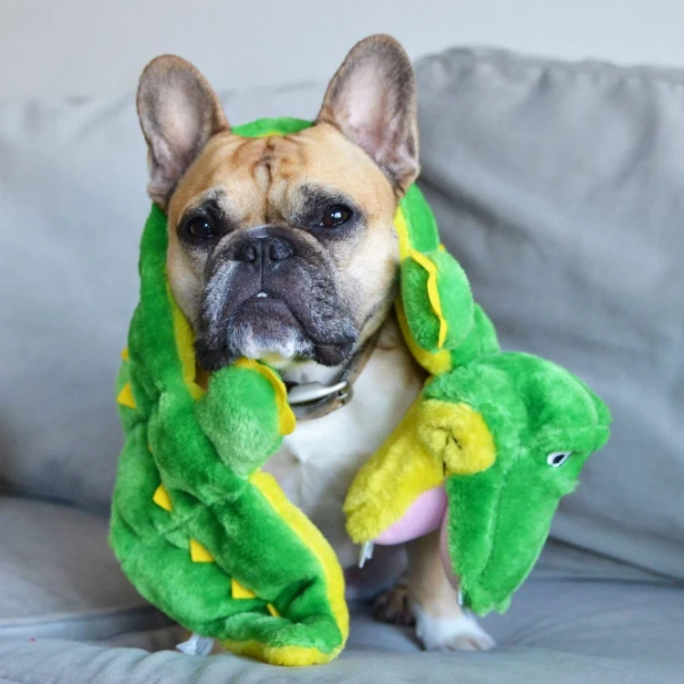 aligator mata.webp